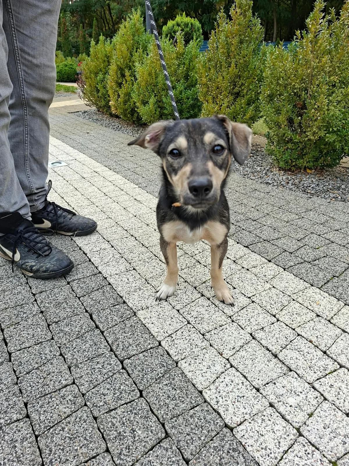 Pat, female Mixed Breed for adoption at Schronisko Jasionka - Adoptuj Psa, Jasionka