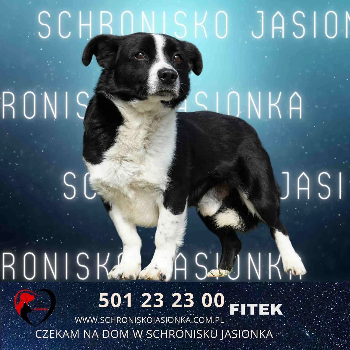 Fitek, male Mixed Breed for adoption at Schronisko Jasionka - Adoptuj Psa, Jasionka