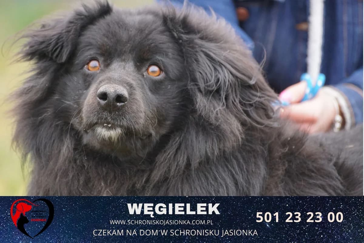 Węgielek, male Mixed Breed for adoption at Schronisko Jasionka - Adoptuj Psa, Jasionka