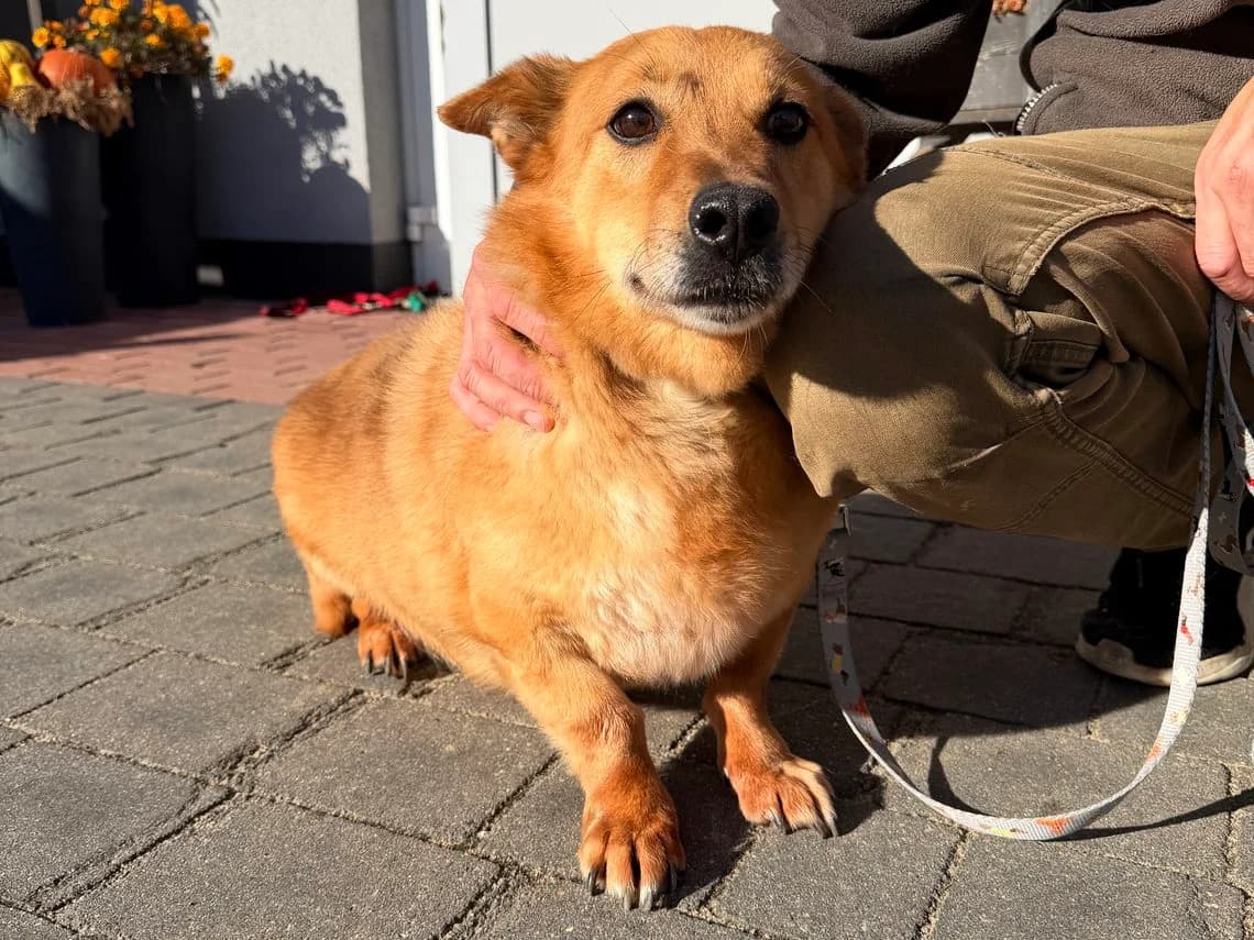 Toto, male Mixed Breed for adoption at Schronisko Jasionka - Adoptuj Psa, Jasionka