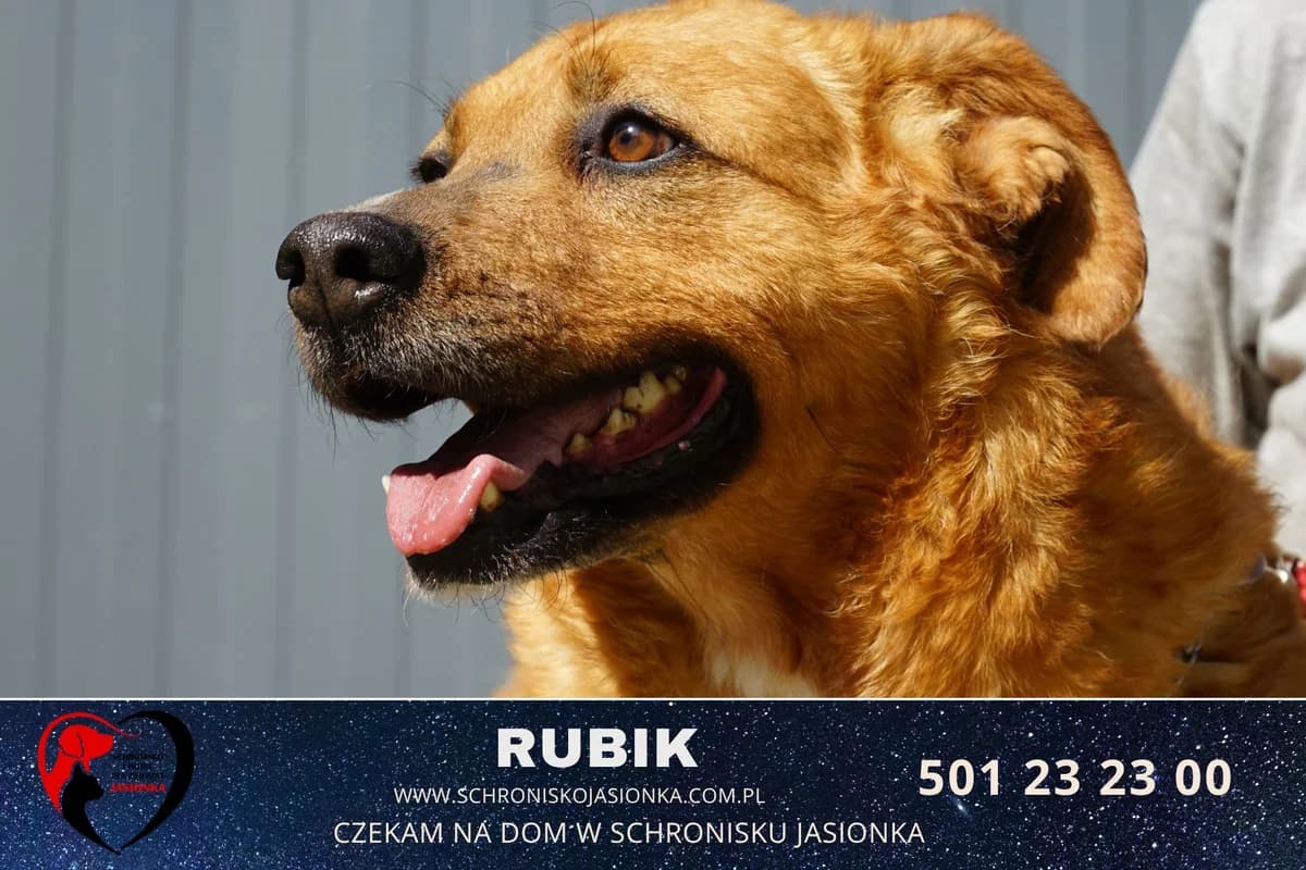 Rubik, male Mixed Breed for adoption at Schronisko Jasionka - Adoptuj Psa, Jasionka
