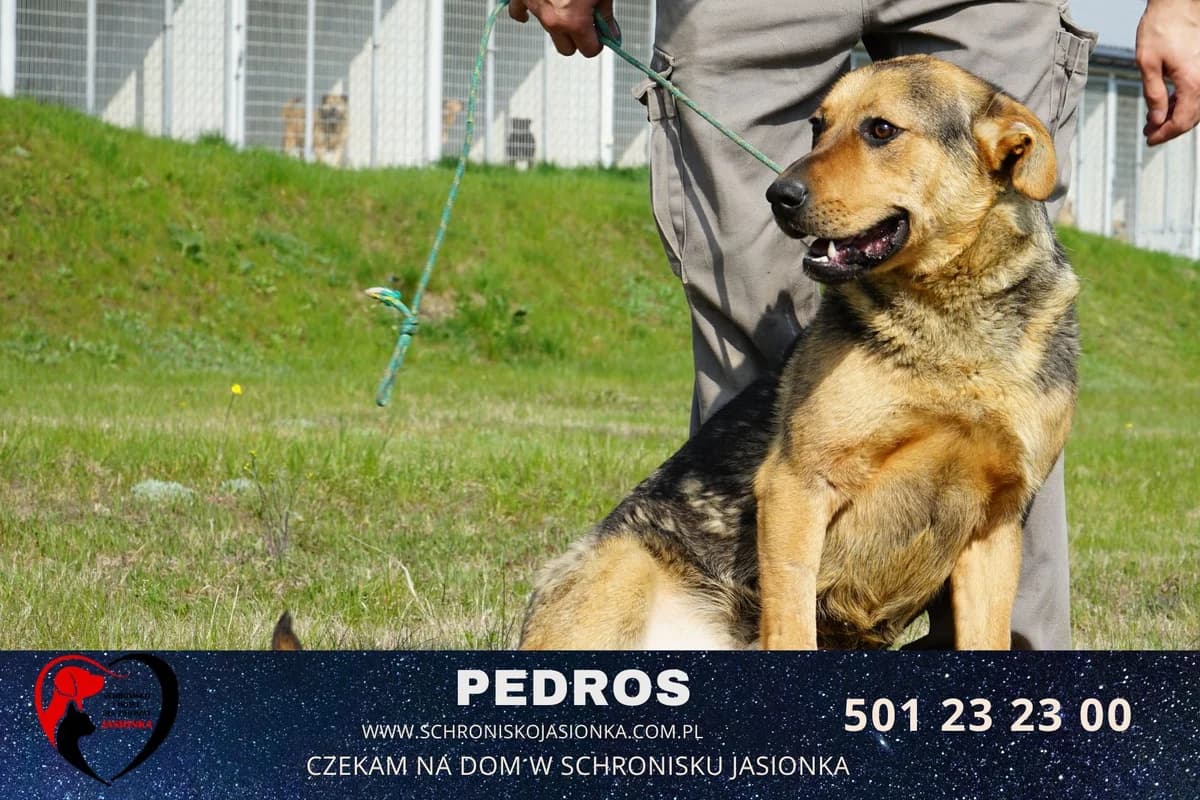 Pedros, male Mixed Breed for adoption at Schronisko Jasionka - Adoptuj Psa, Jasionka