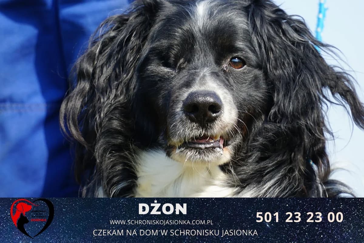 Dżon, male Mixed Breed for adoption at Schronisko Jasionka - Adoptuj Psa, Jasionka