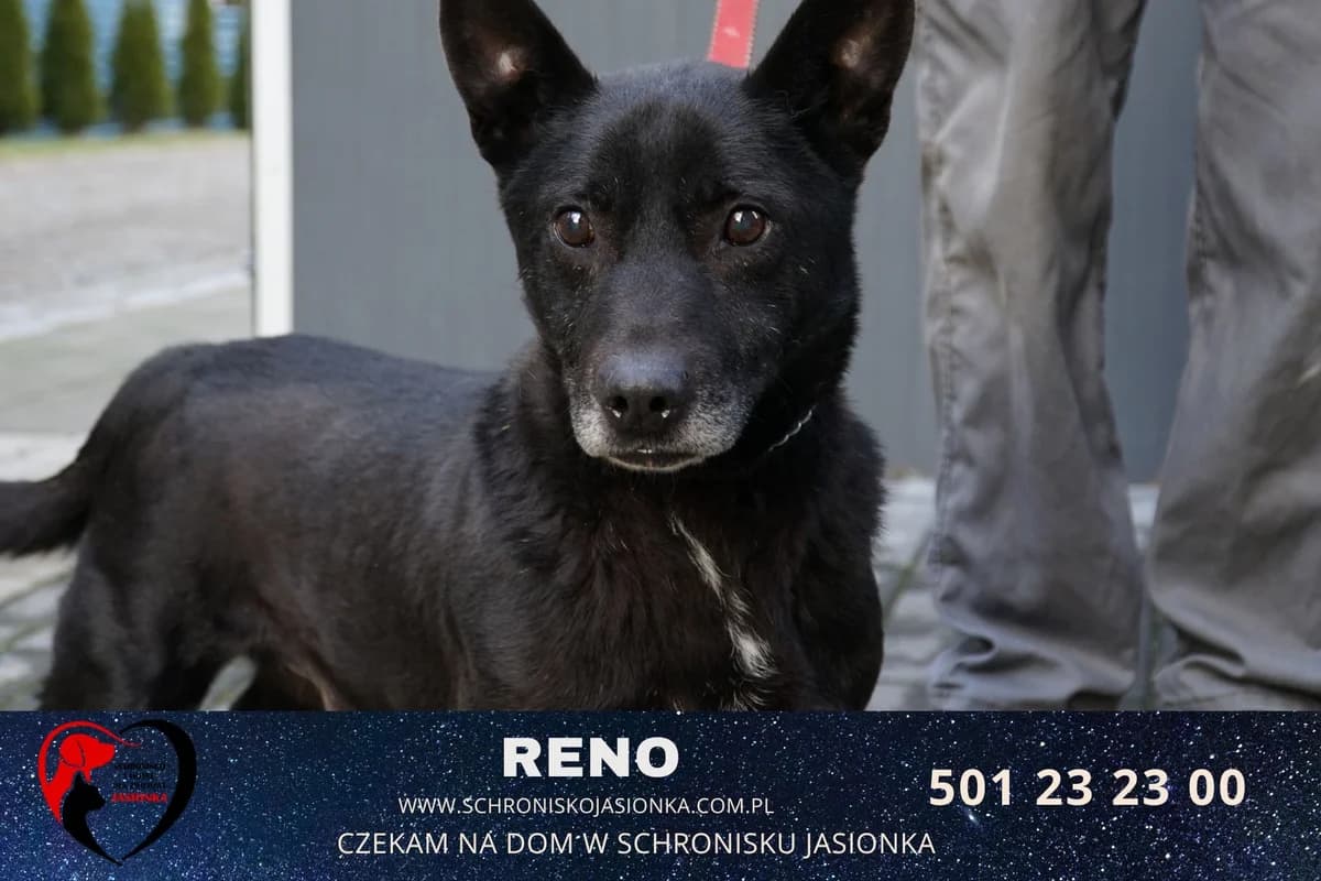 Reno, male Mixed Breed for adoption at Schronisko Jasionka - Adoptuj Psa, Jasionka
