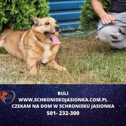 Buli, male Mixed Breed for adoption at Schronisko Jasionka - Adoptuj Psa, Jasionka