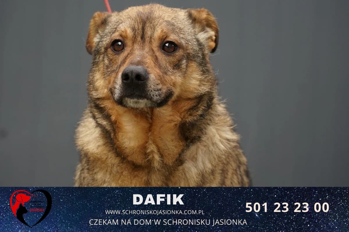 Dafik, male Mixed Breed for adoption at Schronisko Jasionka - Adoptuj Psa, Jasionka