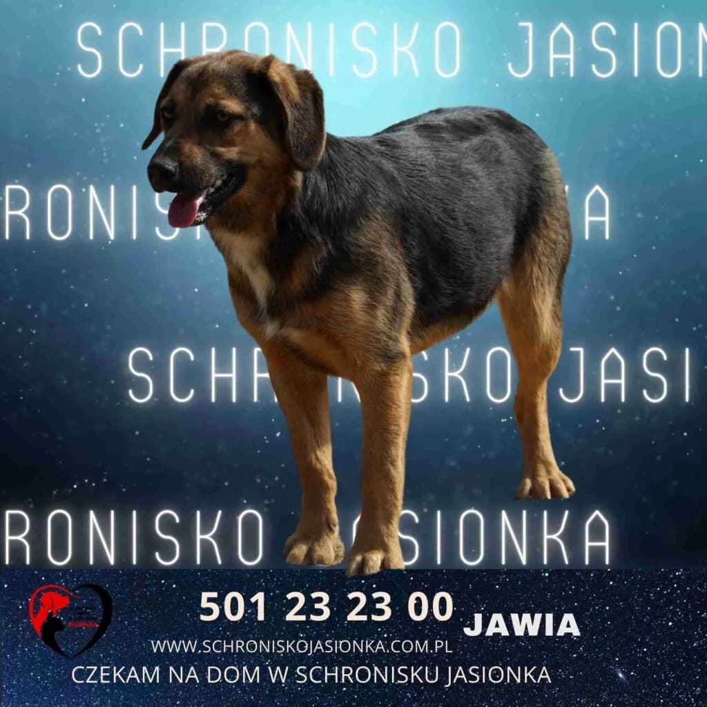 Jawia, female Mixed Breed for adoption at Schronisko Jasionka - Adoptuj Psa, Jasionka