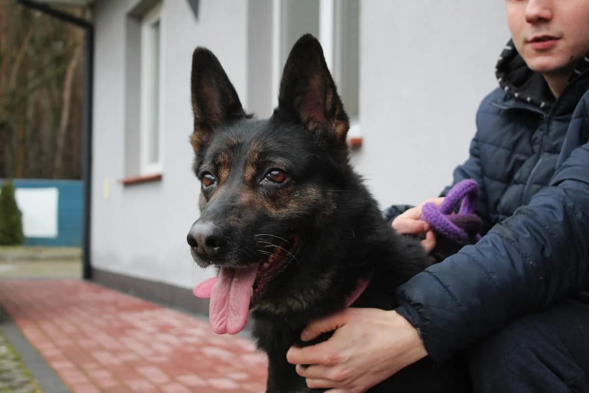 Panga, female Mixed Breed for adoption at Schronisko Jasionka - Adoptuj Psa, Jasionka