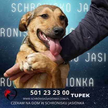 Tupek, male Mixed Breed for adoption at Schronisko Jasionka - Adoptuj Psa, Jasionka