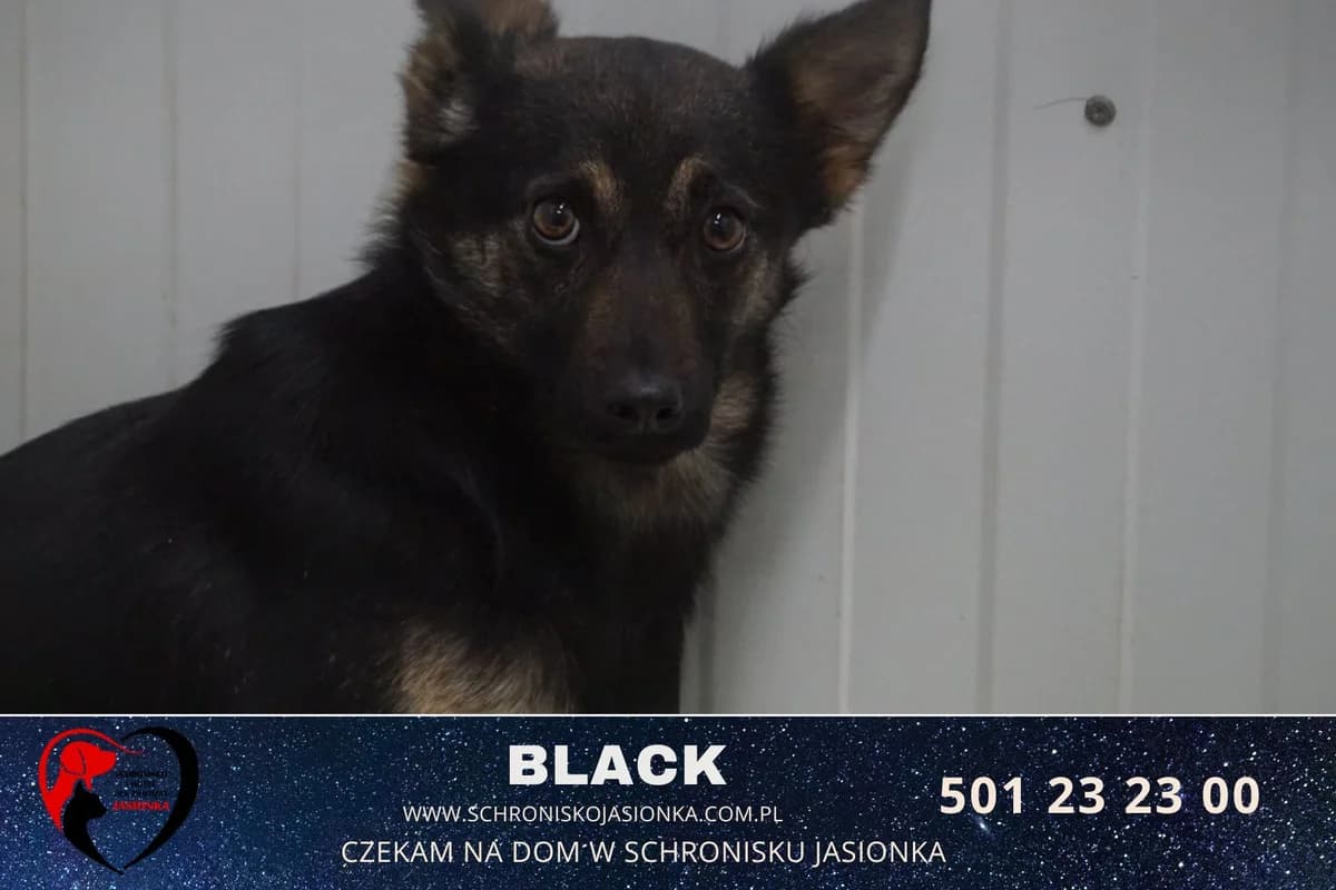 Black, male Mixed Breed for adoption at Schronisko Jasionka - Adoptuj Psa, Jasionka