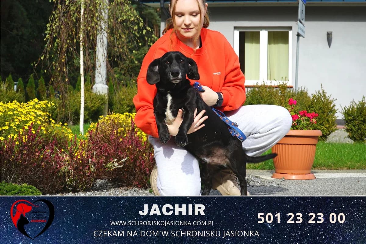 Jachir, male Mixed Breed for adoption at Schronisko Jasionka - Adoptuj Psa, Jasionka