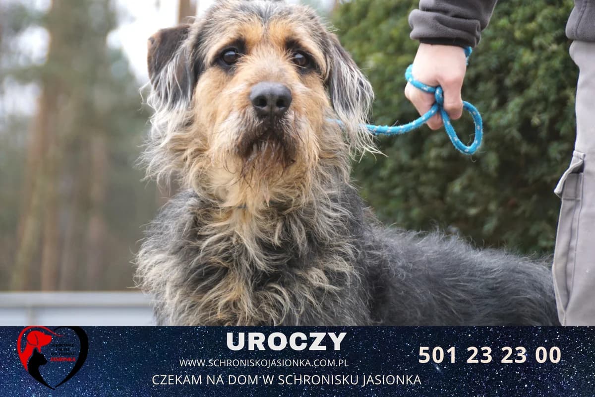 Uroczy, male Mixed Breed for adoption at Schronisko Jasionka - Adoptuj Psa, Jasionka