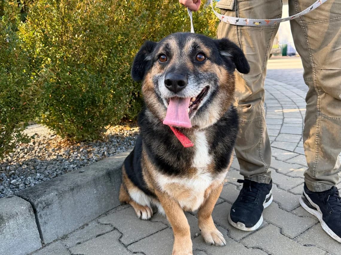 KORAN, male Mixed Breed for adoption at Schronisko Jasionka - Adoptuj Psa, Jasionka
