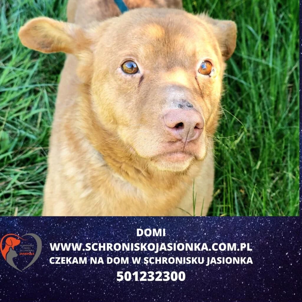 Domi, male Mixed Breed for adoption at Schronisko Jasionka - Adoptuj Psa, Jasionka