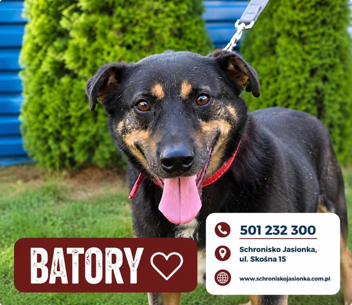 Batory, male Mixed Breed for adoption at Schronisko Jasionka - Adoptuj Psa, Jasionka