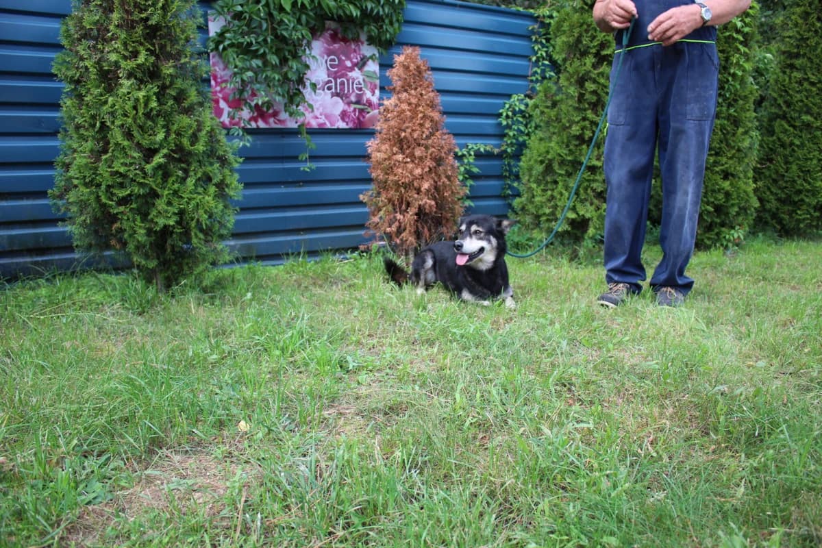 Tedi, male Mixed Breed for adoption at Schronisko Jasionka - Adoptuj Psa, Jasionka