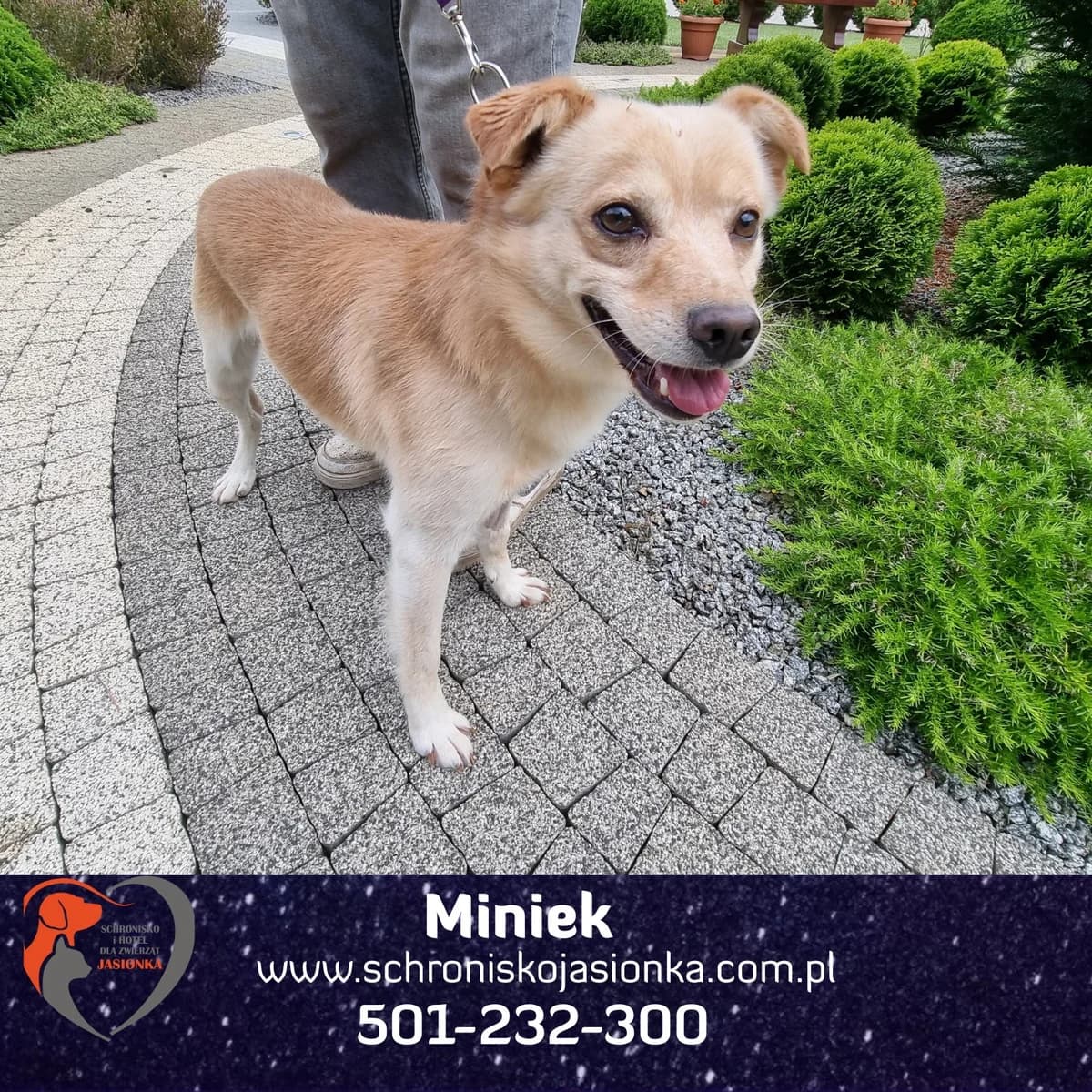 Miniek, male Mixed Breed for adoption at Schronisko Jasionka - Adoptuj Psa, Jasionka