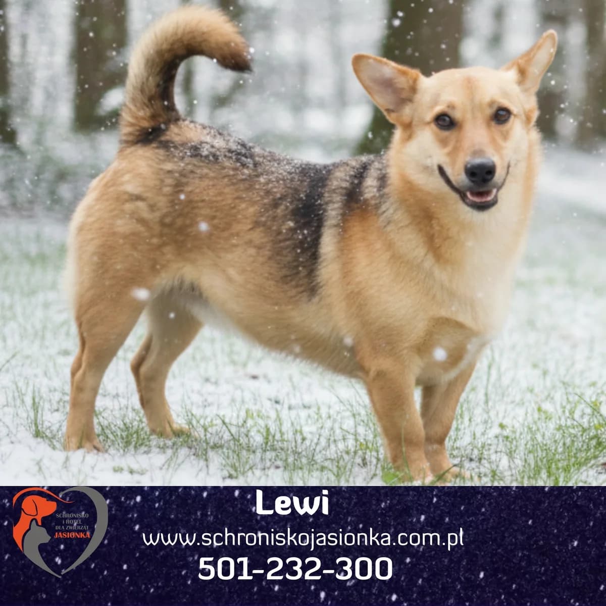 Lewi, male Mixed Breed for adoption at Schronisko Jasionka - Adoptuj Psa, Jasionka
