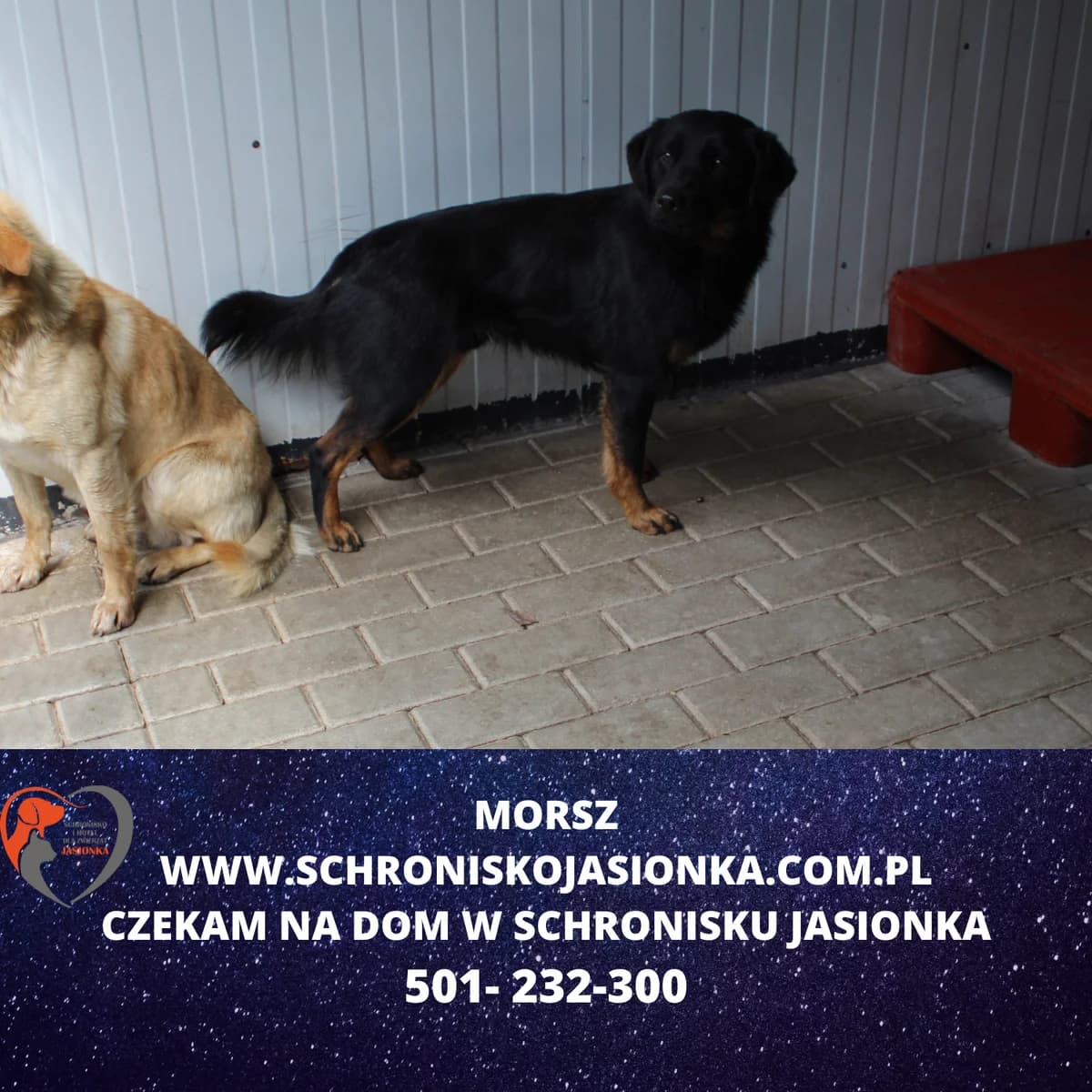 Morsz, male Mixed Breed for adoption at Schronisko Jasionka - Adoptuj Psa, Jasionka