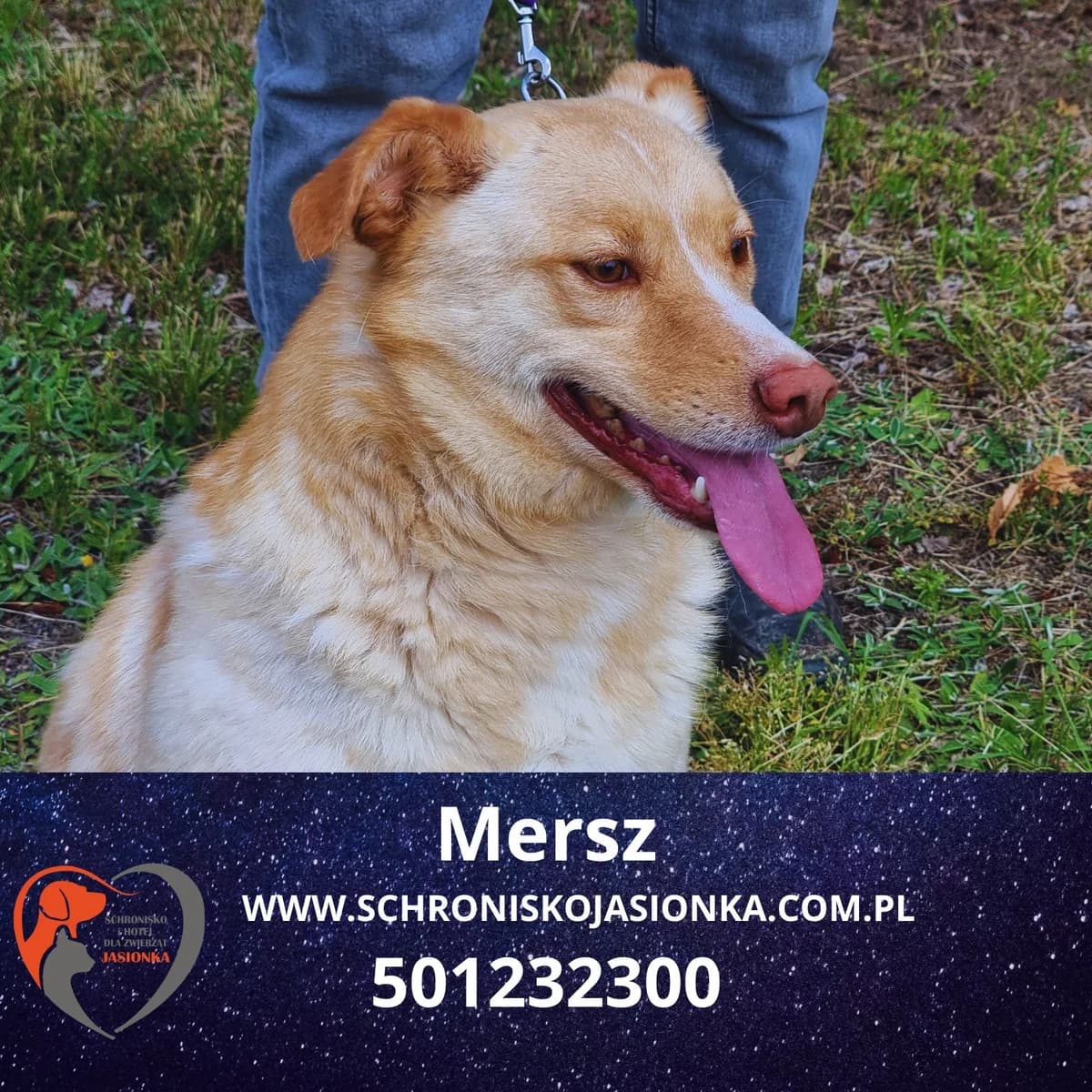Mersz, male Mixed Breed for adoption at Schronisko Jasionka - Adoptuj Psa, Jasionka