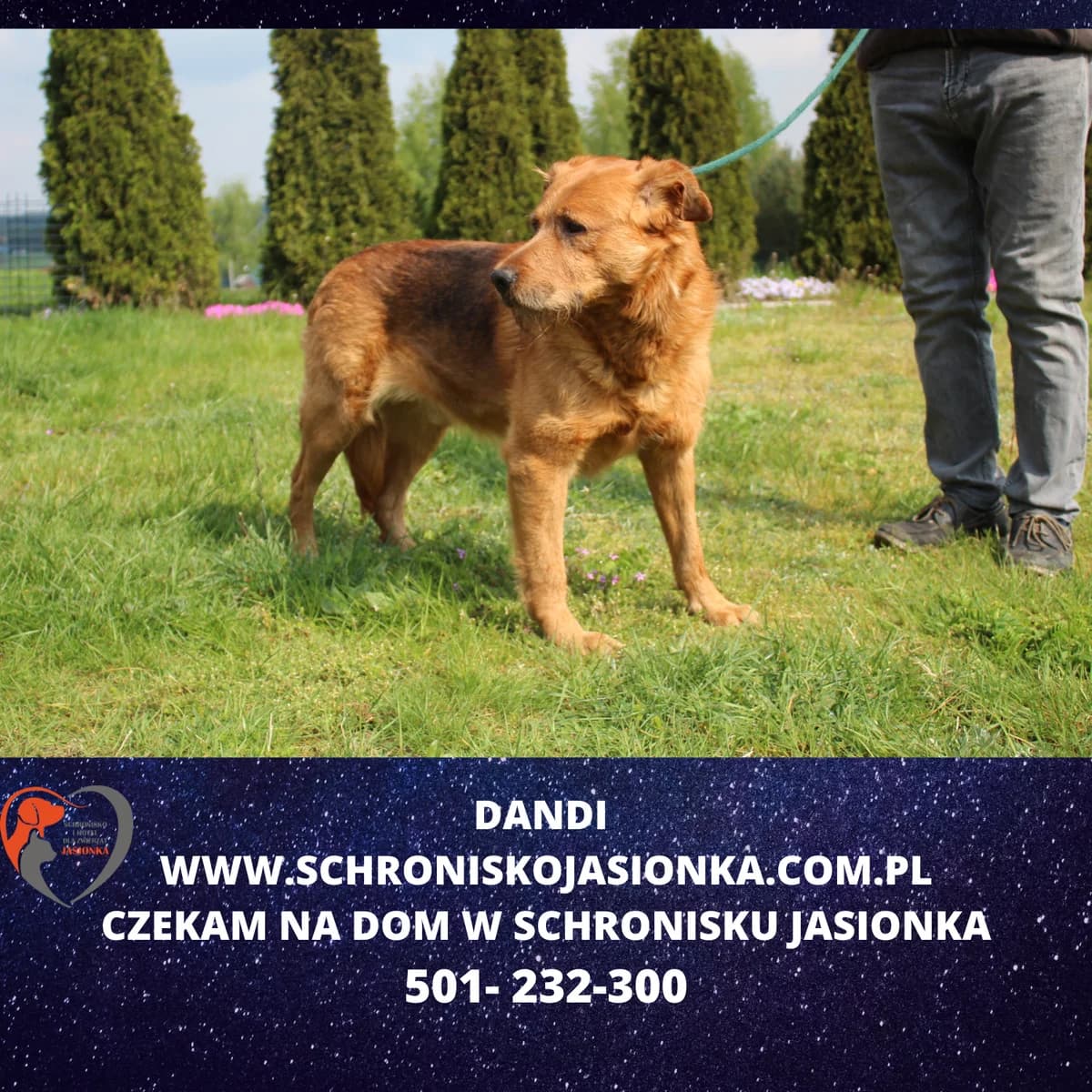Dandi, male Mixed Breed for adoption at Schronisko Jasionka - Adoptuj Psa, Jasionka