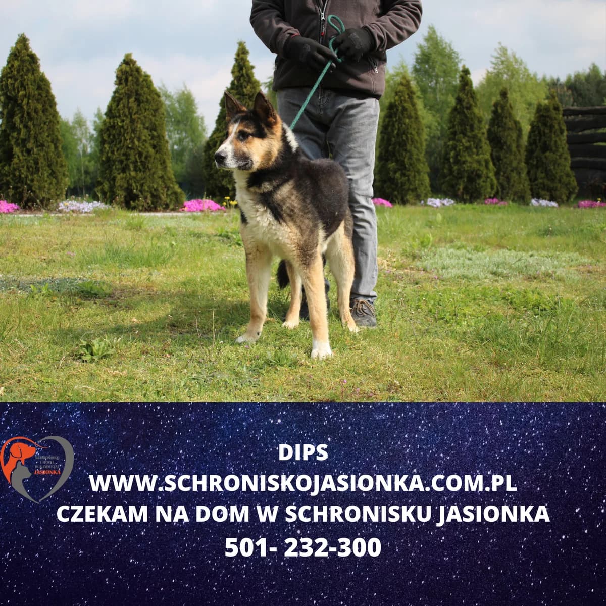 Dips, male Mixed Breed for adoption at Schronisko Jasionka - Adoptuj Psa, Jasionka