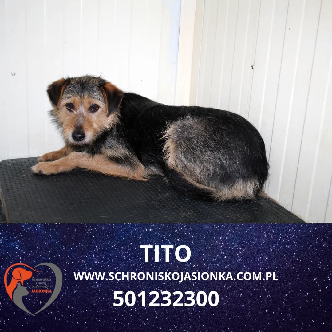 Tito, male Mixed Breed for adoption at Schronisko Jasionka - Adoptuj Psa, Jasionka
