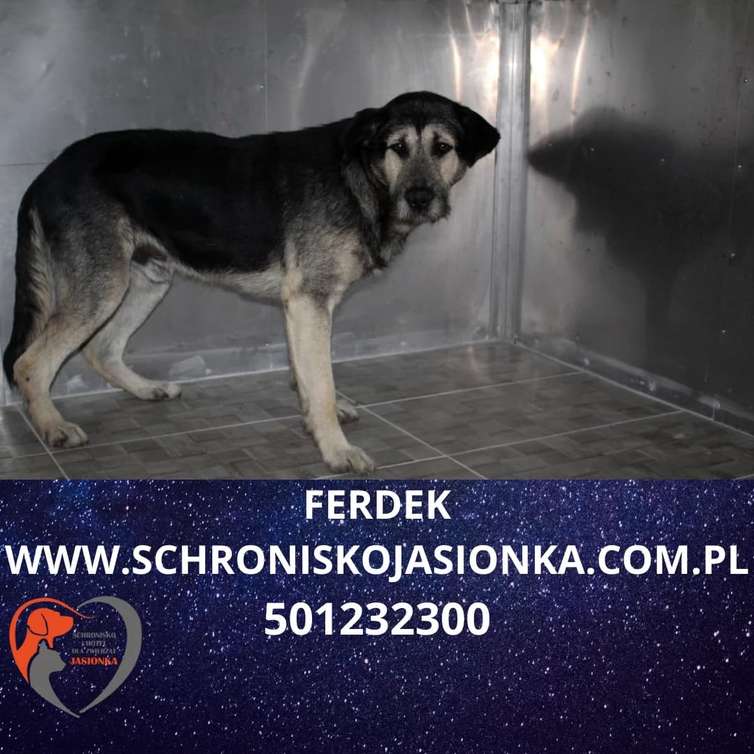 Ferdek, male Mixed Breed for adoption at Schronisko Jasionka - Adoptuj Psa, Jasionka