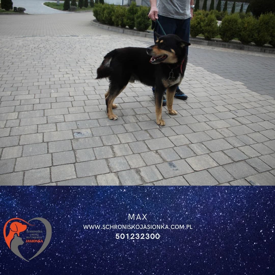 Max, male Mixed Breed for adoption at Schronisko Jasionka - Adoptuj Psa, Jasionka