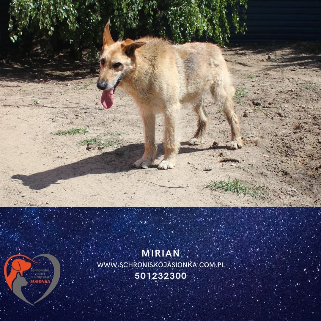 Mirian, male Mixed Breed for adoption at Schronisko Jasionka - Adoptuj Psa, Jasionka