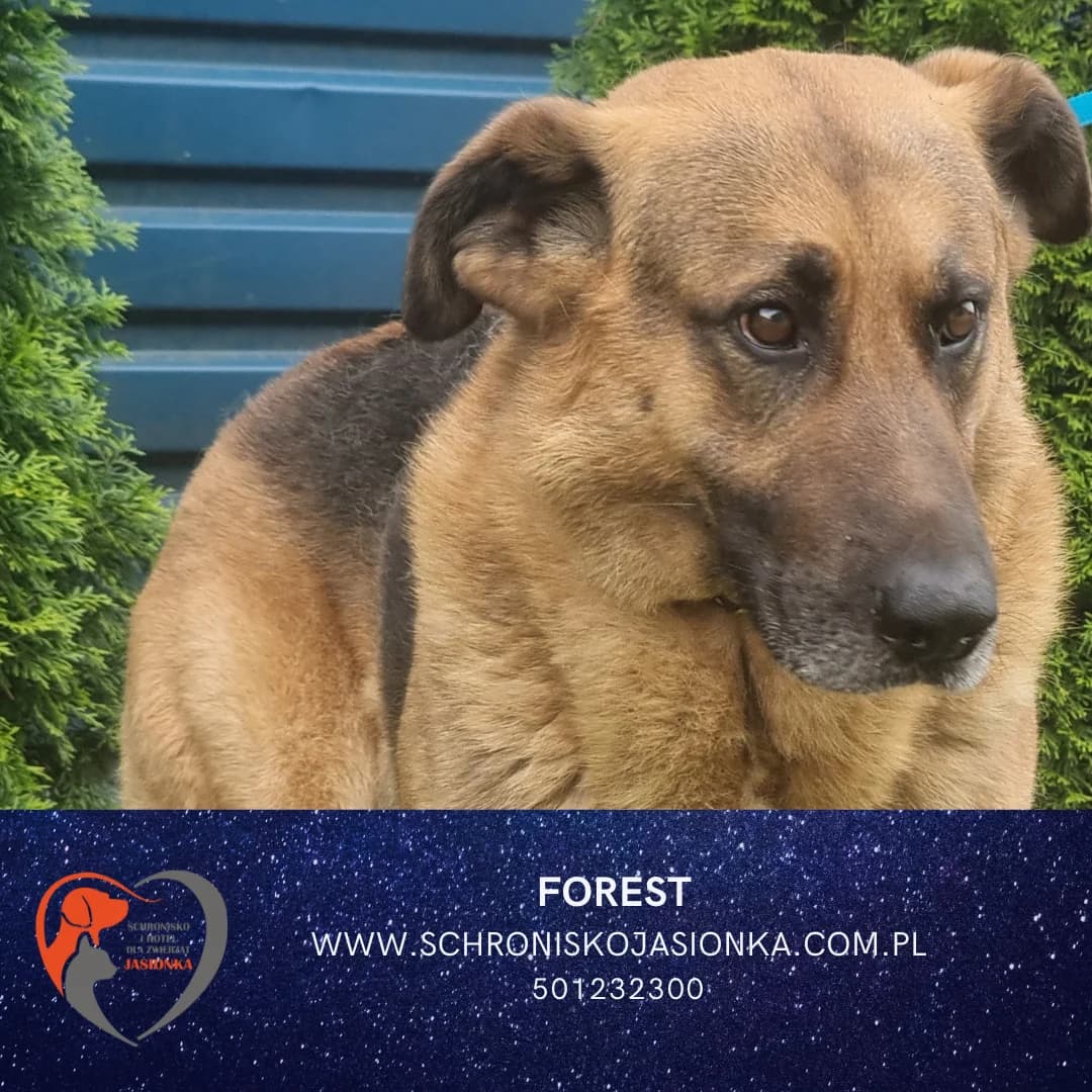 Forest, male Mixed Breed for adoption at Schronisko Jasionka - Adoptuj Psa, Jasionka