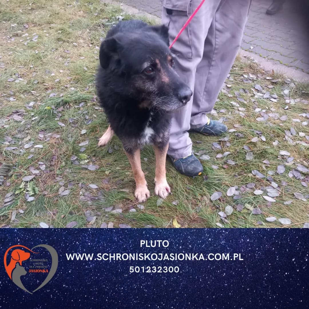 Pluto, female Mixed Breed for adoption at Schronisko Jasionka - Adoptuj Psa, Jasionka