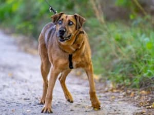Groszek, male senior Mixed Breed for adoption at Ami Fundacja Pomocy Zwierzętom