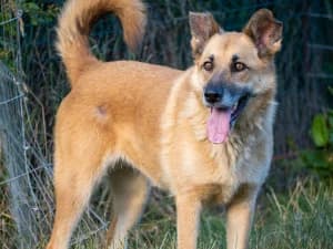 Malwa, female 7yo Mixed Breed for adoption at Ami Fundacja Pomocy Zwierzętom