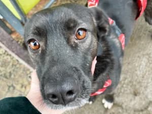 Perełka, female 5yo Mixed Breed for adoption at Ami Fundacja Pomocy Zwierzętom
