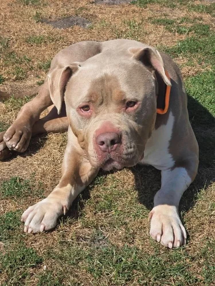 Hades, 5yo Mixed Breed for adoption at Stowarzyszenie Amstaffy Niczyje