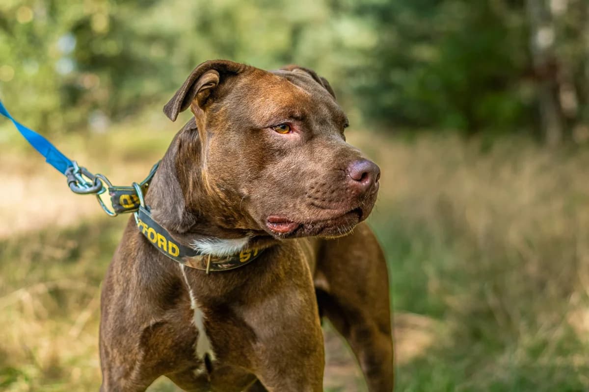 Lemon, young Pit Bull Terrier for adoption at Stowarzyszenie Amstaffy Niczyje