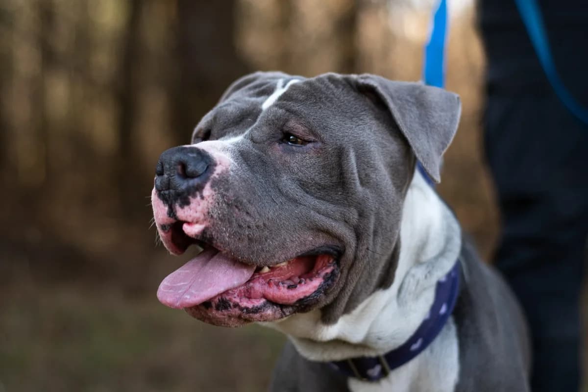 Roxy, female puppy American Staffordshire Terrier for adoption at Stowarzyszenie Amstaffy Niczyje