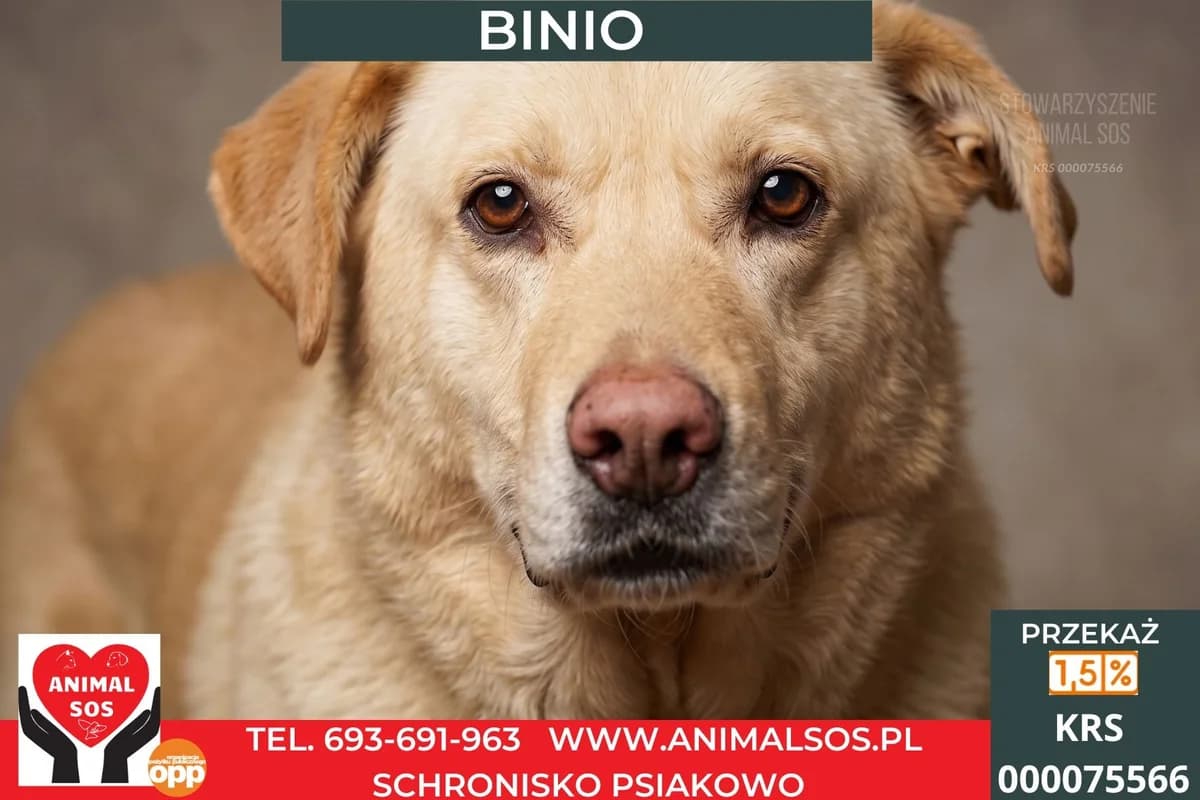 BINIO, male senior Mixed Breed for adoption at Animal Sos Psiakowo Centrum Adopcyjne, 99-423