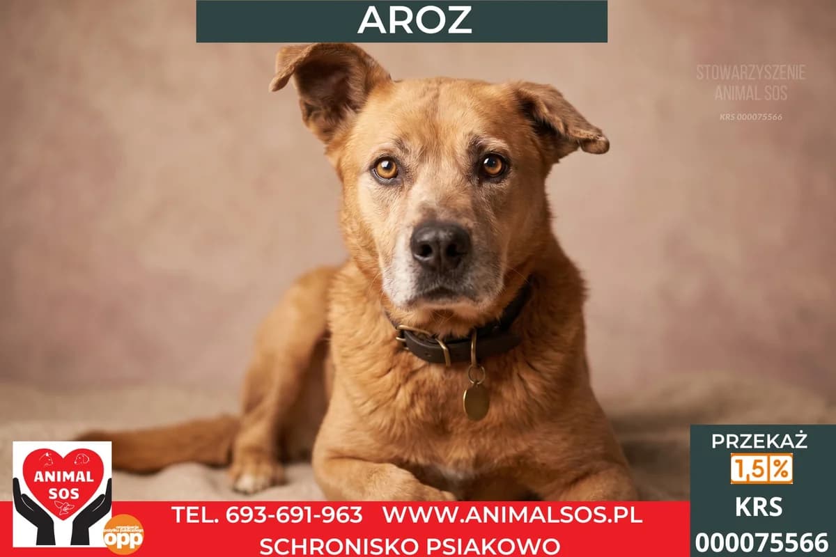 AROZ, male senior Mixed Breed for adoption at Animal Sos Psiakowo Centrum Adopcyjne, 99-423
