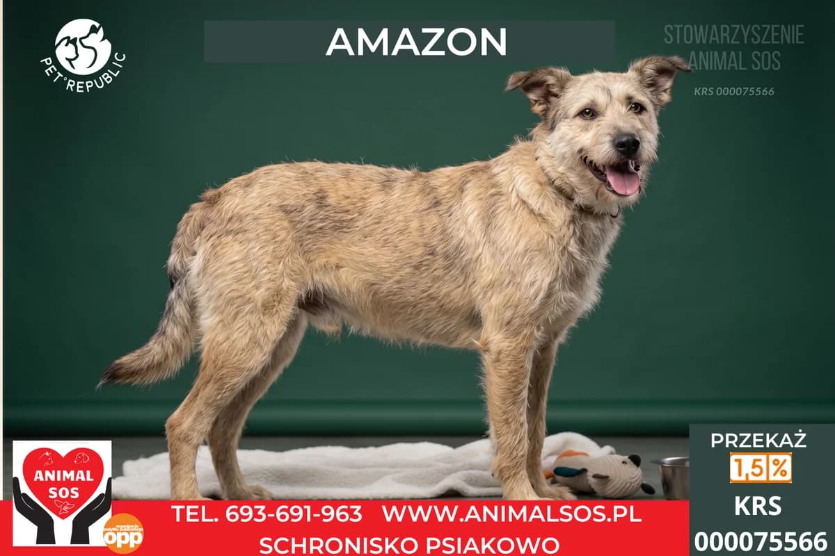 AMAZON, male 6yo Mixed Breed for adoption at Animal Sos Psiakowo Centrum Adopcyjne, 99-423