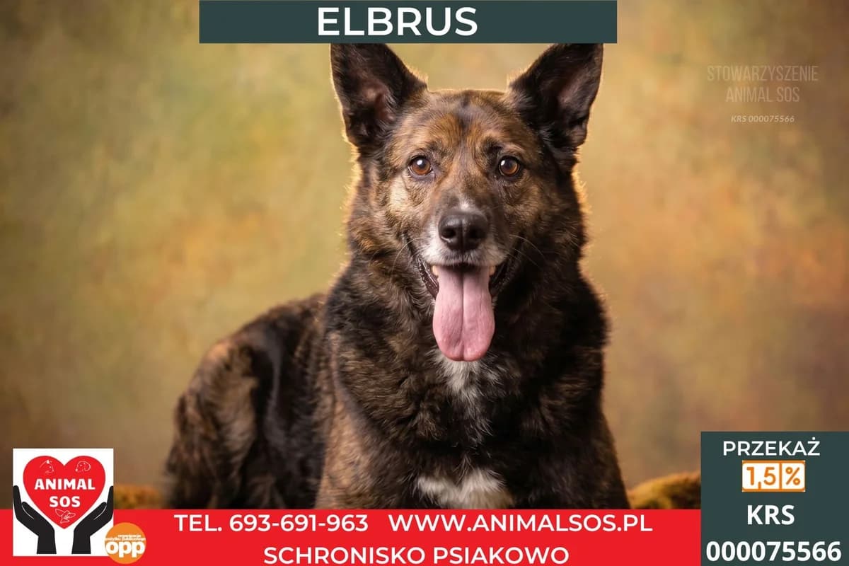 ELBRUS, male 6yo Mixed Breed for adoption at Animal Sos Psiakowo Centrum Adopcyjne, 99-423