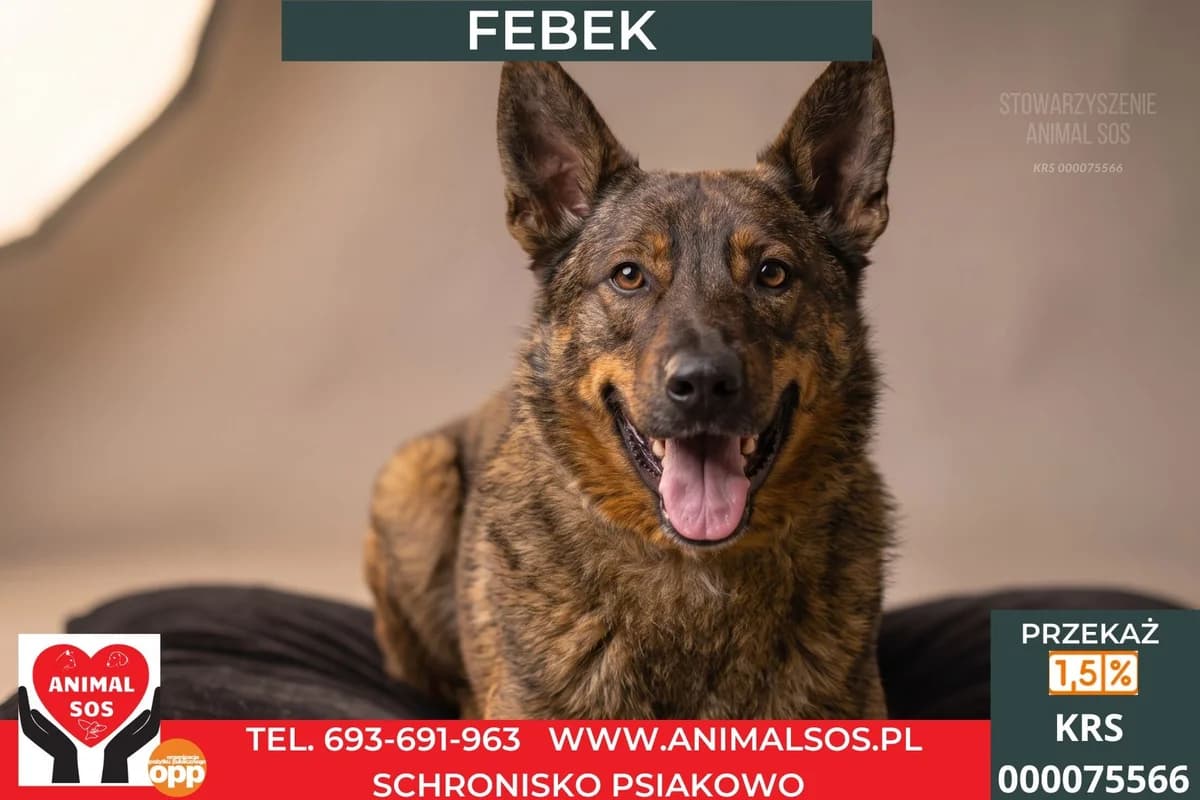 FEBEK, male 5yo Mixed Breed for adoption at Animal Sos Psiakowo Centrum Adopcyjne, 99-423