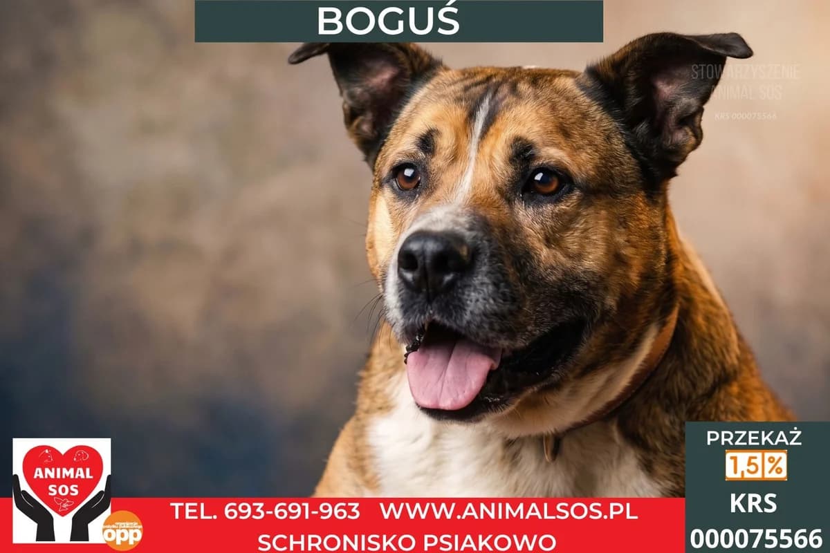 BOGUΕ, male senior Mixed Breed for adoption at Animal Sos Psiakowo Centrum Adopcyjne, 99-423