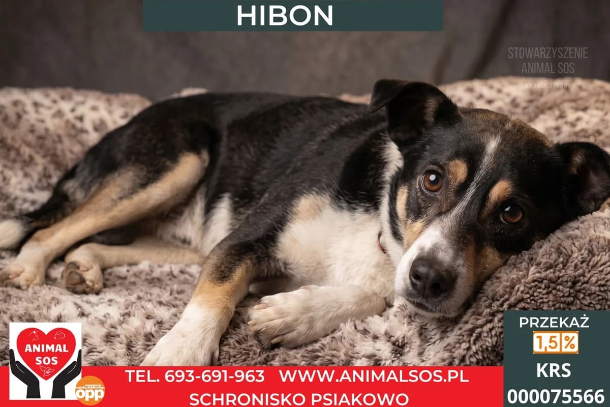 HIBON, male 3yo Mixed Breed for adoption at Animal Sos Psiakowo Centrum Adopcyjne, 99-423