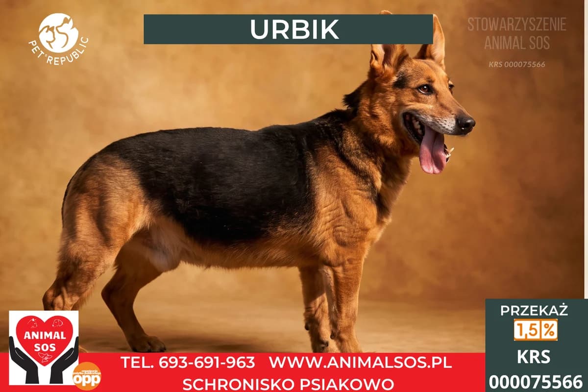 URBIK, male 5yo Mixed Breed for adoption at Animal Sos Psiakowo Centrum Adopcyjne, 99-423