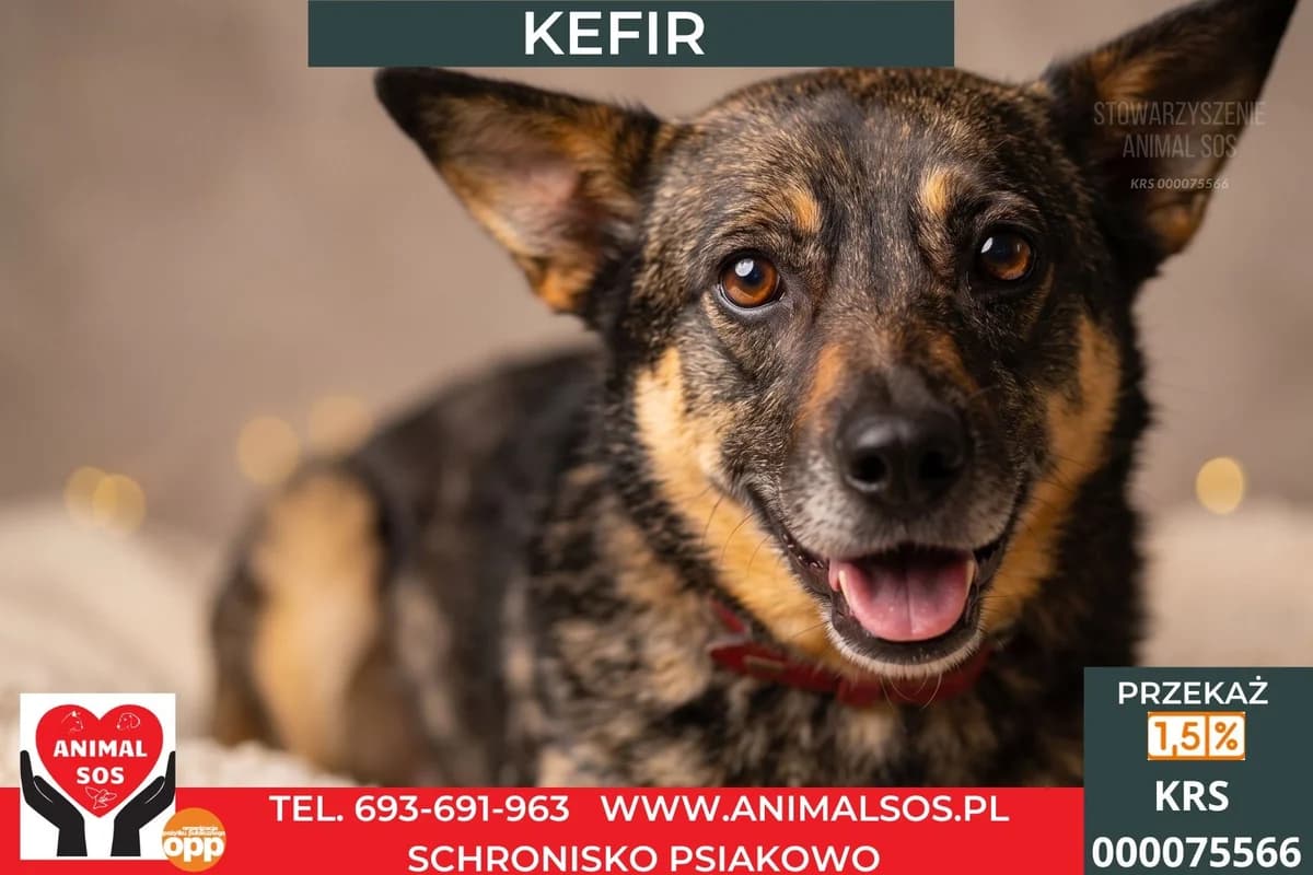 KEFIR, male 4yo Mixed Breed for adoption at Animal Sos Psiakowo Centrum Adopcyjne, 99-423