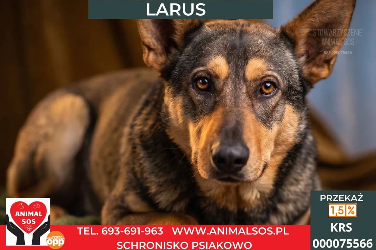 LARUS, male 5yo Mixed Breed for adoption at Animal Sos Psiakowo Centrum Adopcyjne, 99-423