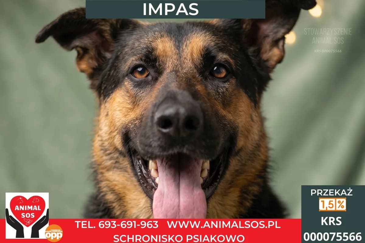 IMPAS, male young Mixed Breed for adoption at Animal Sos Psiakowo Centrum Adopcyjne, 99-423