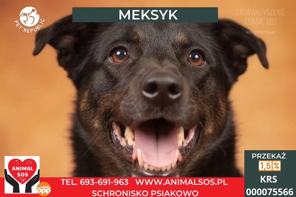 MEKSYK, male 4yo Mixed Breed for adoption at Animal Sos Psiakowo Centrum Adopcyjne, 99-423